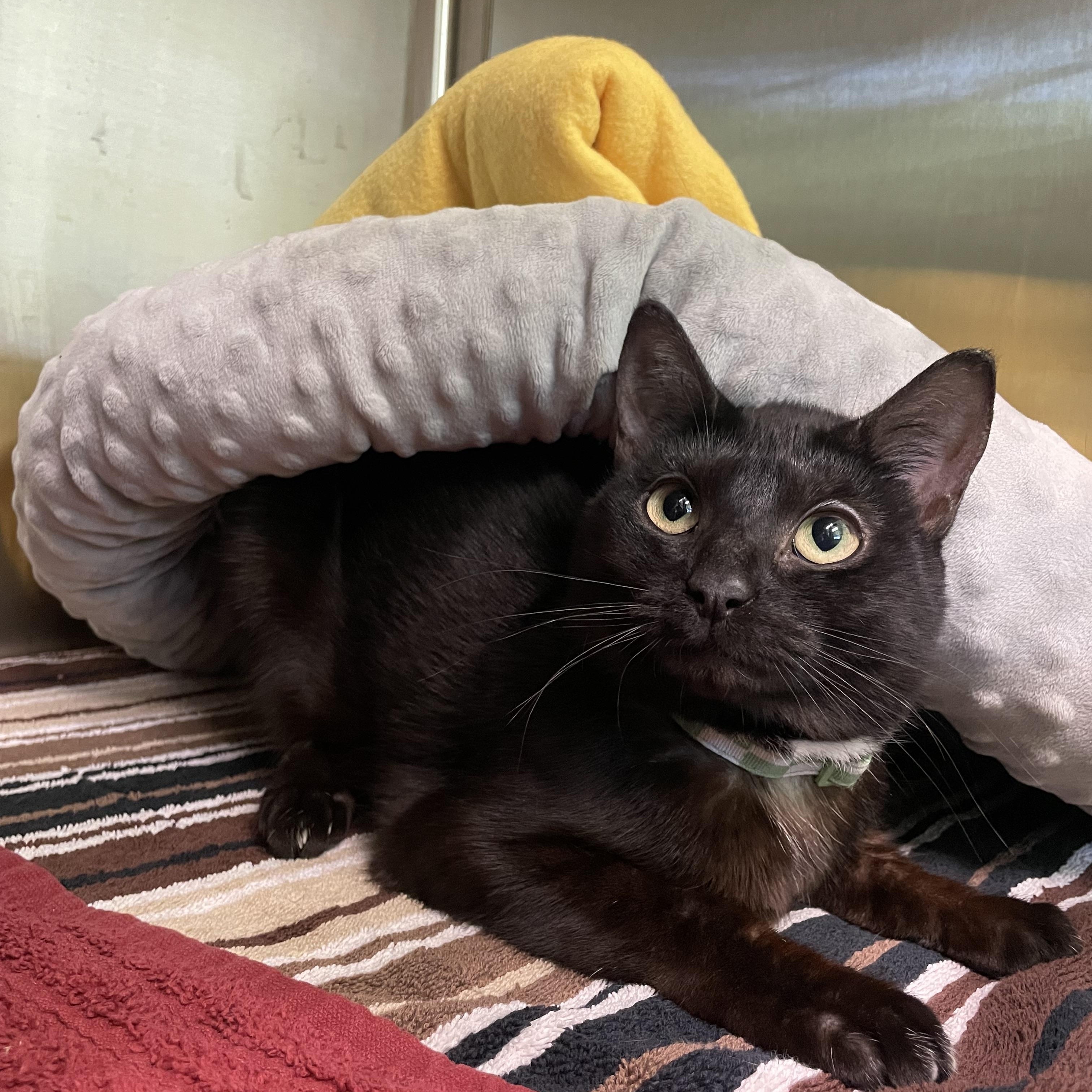Abby, a ADOPTABLE mixed breed in Greenbelt, MD image 1/6