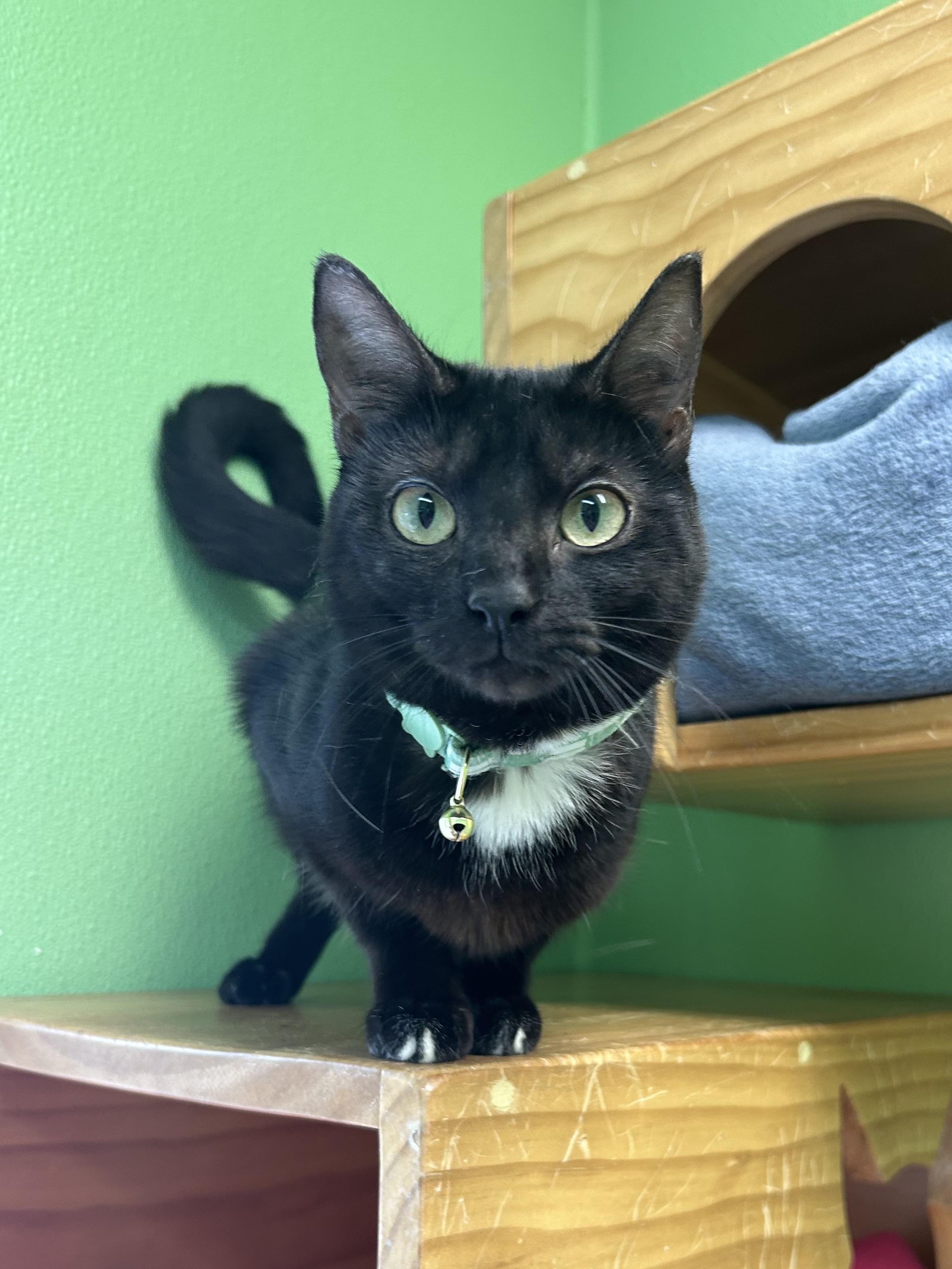 Abby, ADOPTABLE, Kitten Female Domestic Short Hair.