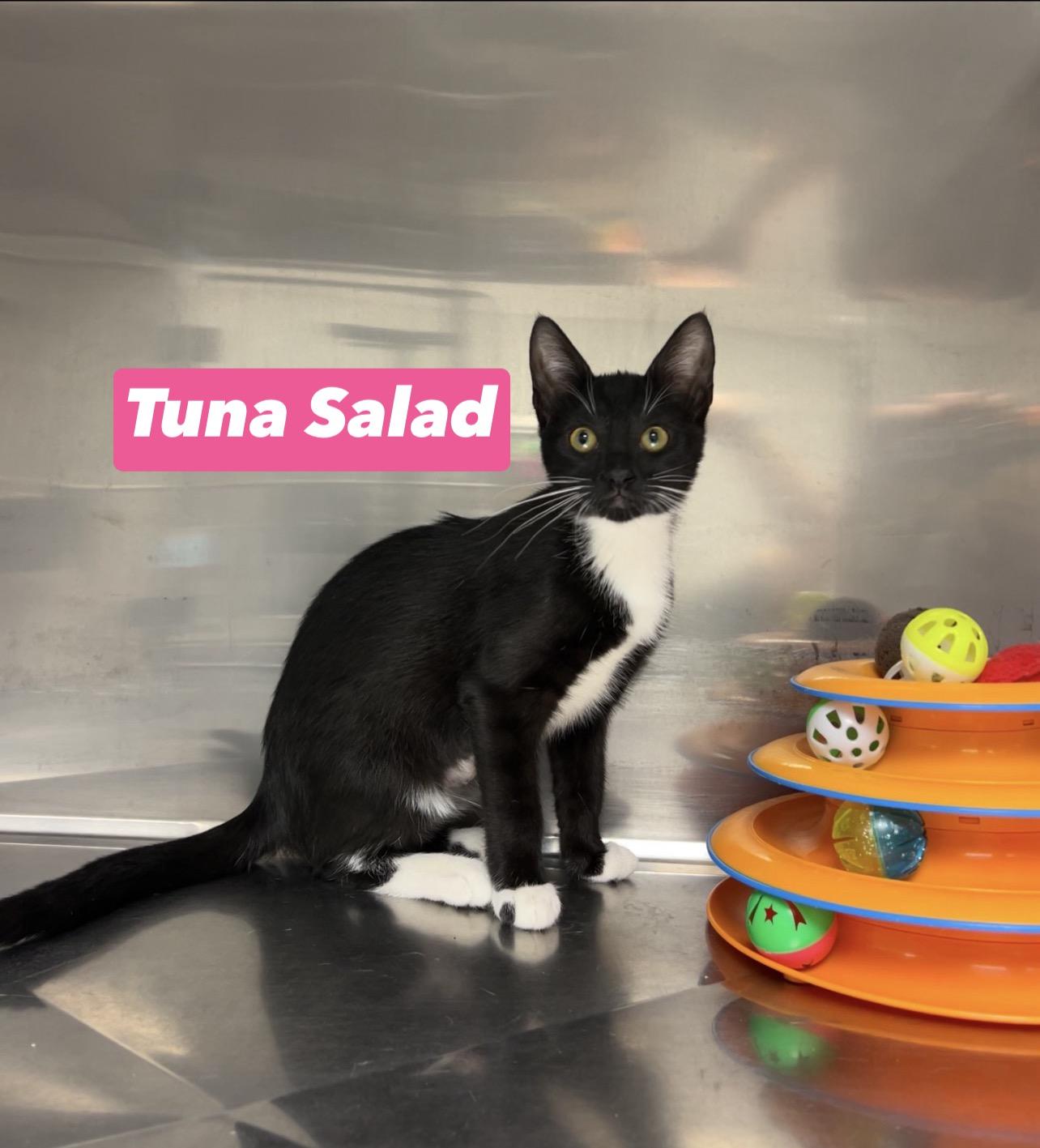 Tuna salad, Adoptable, Kitten Female Domestic Short Hair & Bombay.