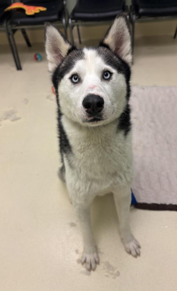 Chappo, Adoptable, Adult Male Husky.