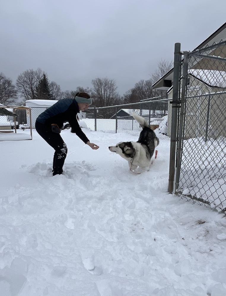 Chappo, Adoptable, Adult Male Husky.