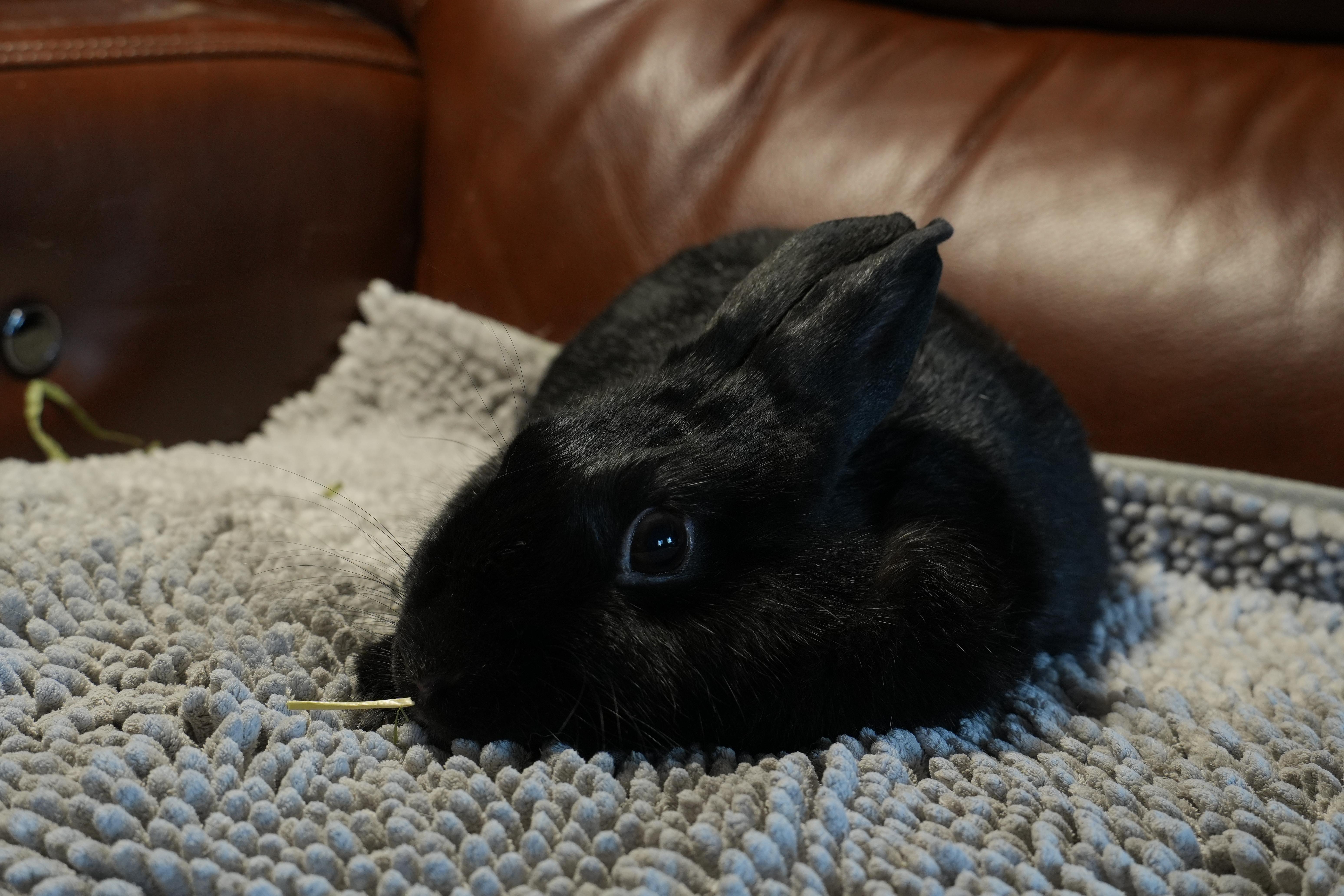 Enlarge Lolly, a ADOPTABLE mixed breed in Garland, TX image 4/5
