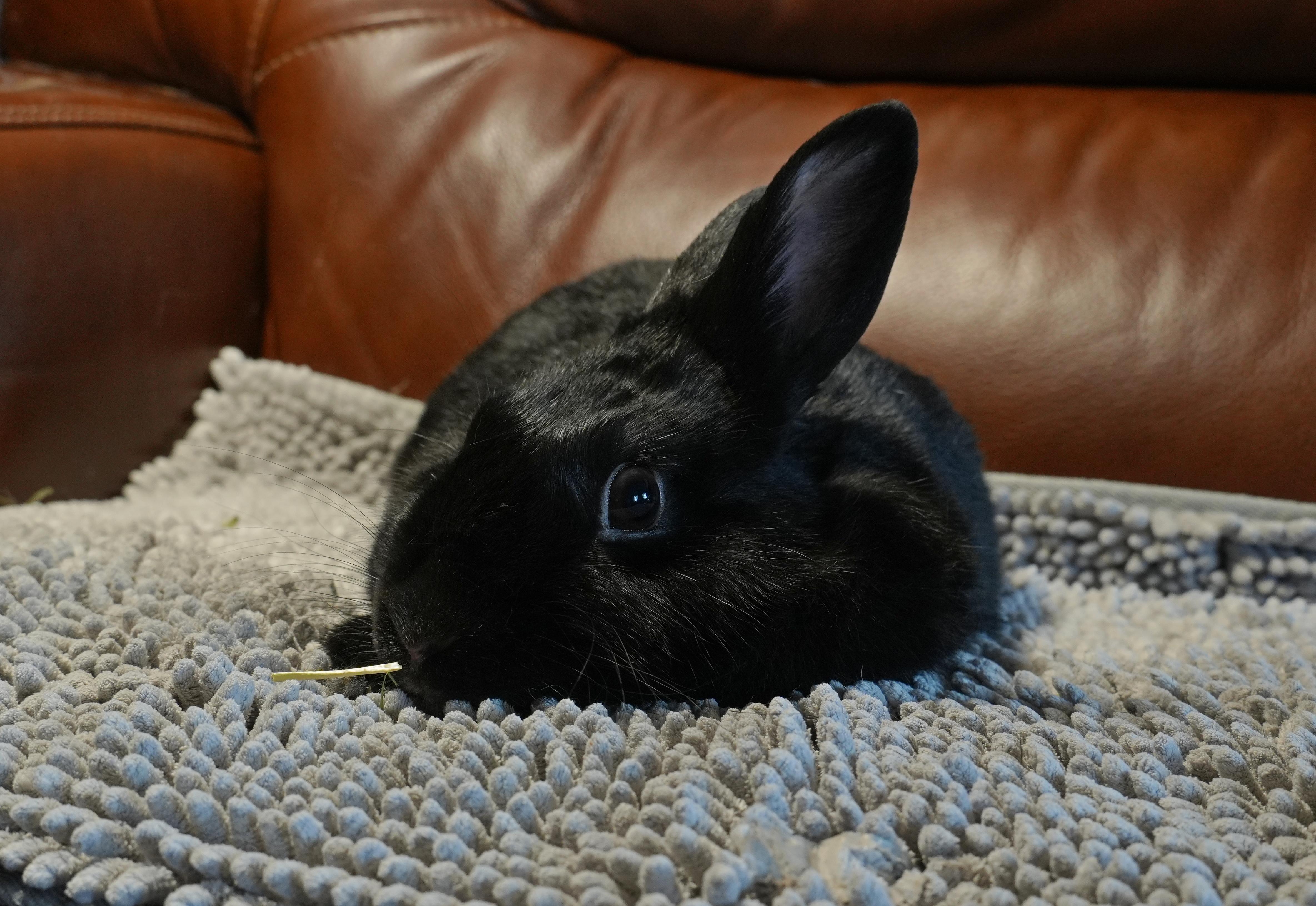 Enlarge Lolly, a ADOPTABLE mixed breed in Garland, TX image 2/5