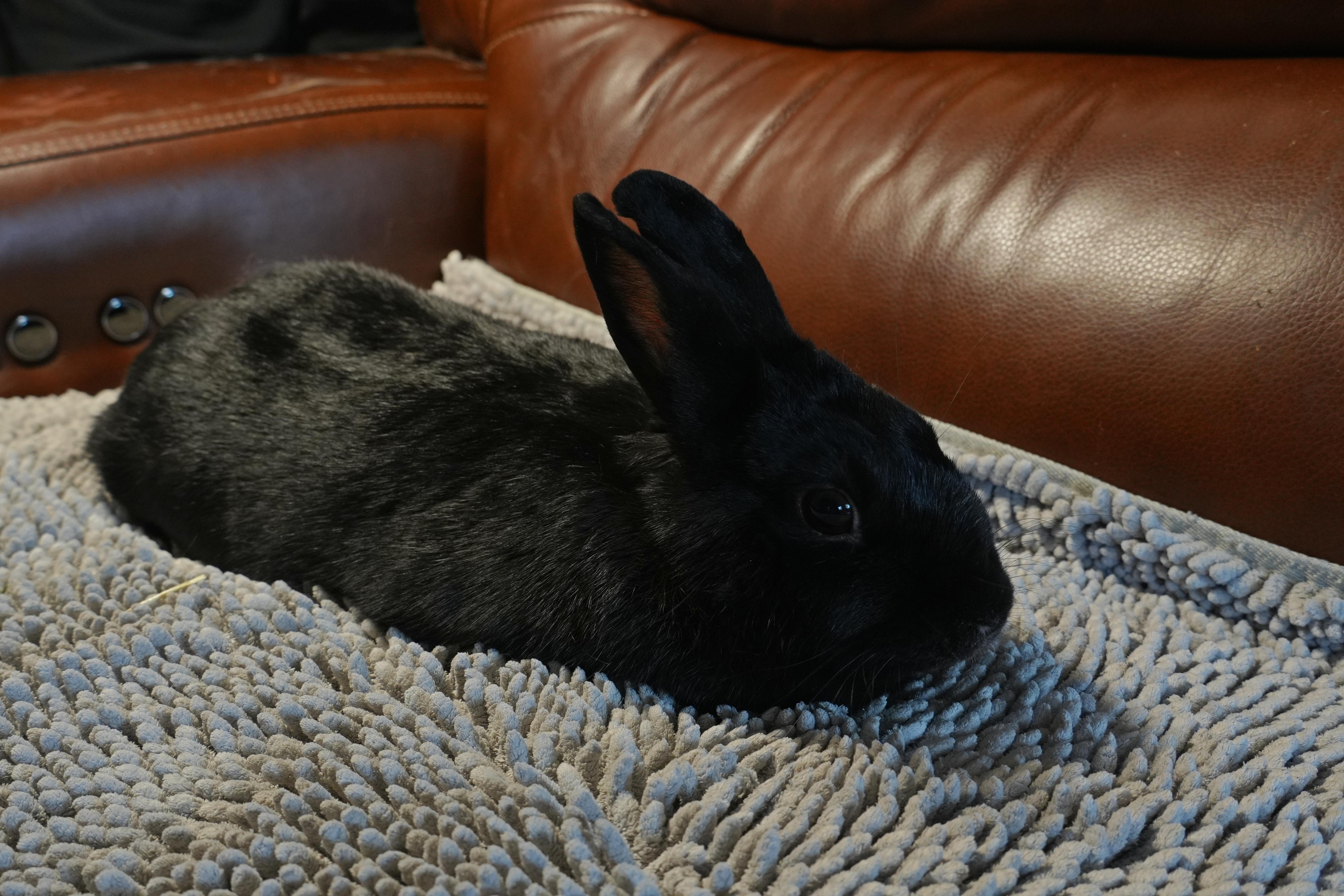 Enlarge Lolly, a ADOPTABLE mixed breed in Garland, TX image 3/5