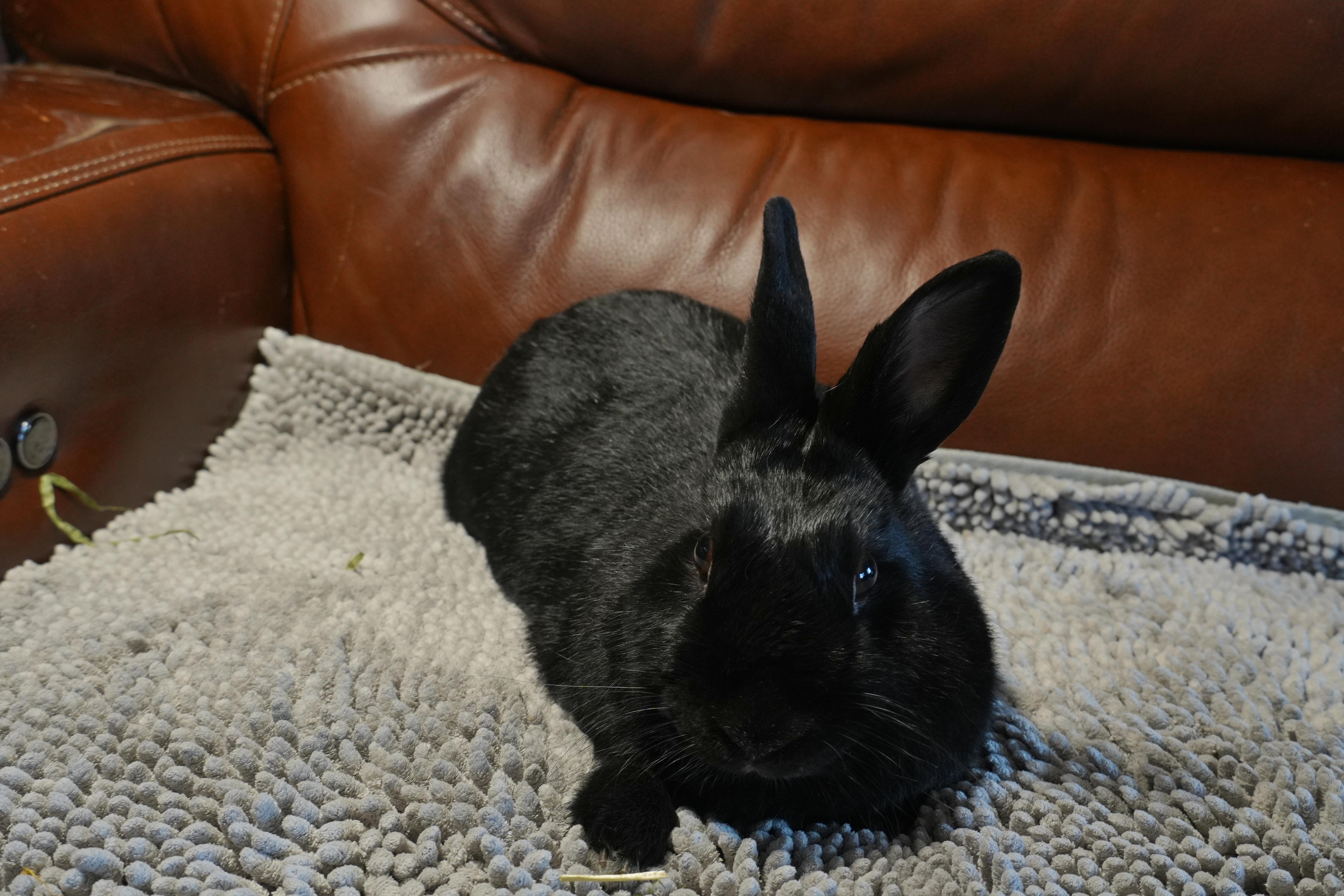Lolly, ADOPTABLE, Adult Female American.