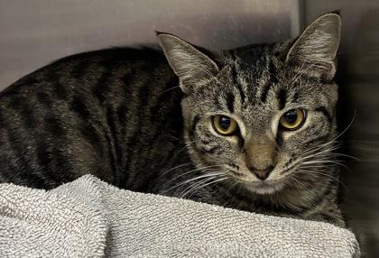 Tiger, Adoptable, Young Male Domestic Short Hair & Domestic Short Hair.