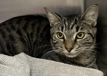 Enlarge Tiger, a Adoptable mixed breed in New Albany, IN image 2/3