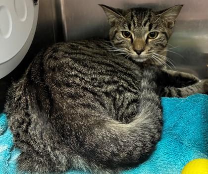 Enlarge Tiger, a Adoptable mixed breed in New Albany, IN image 3/3