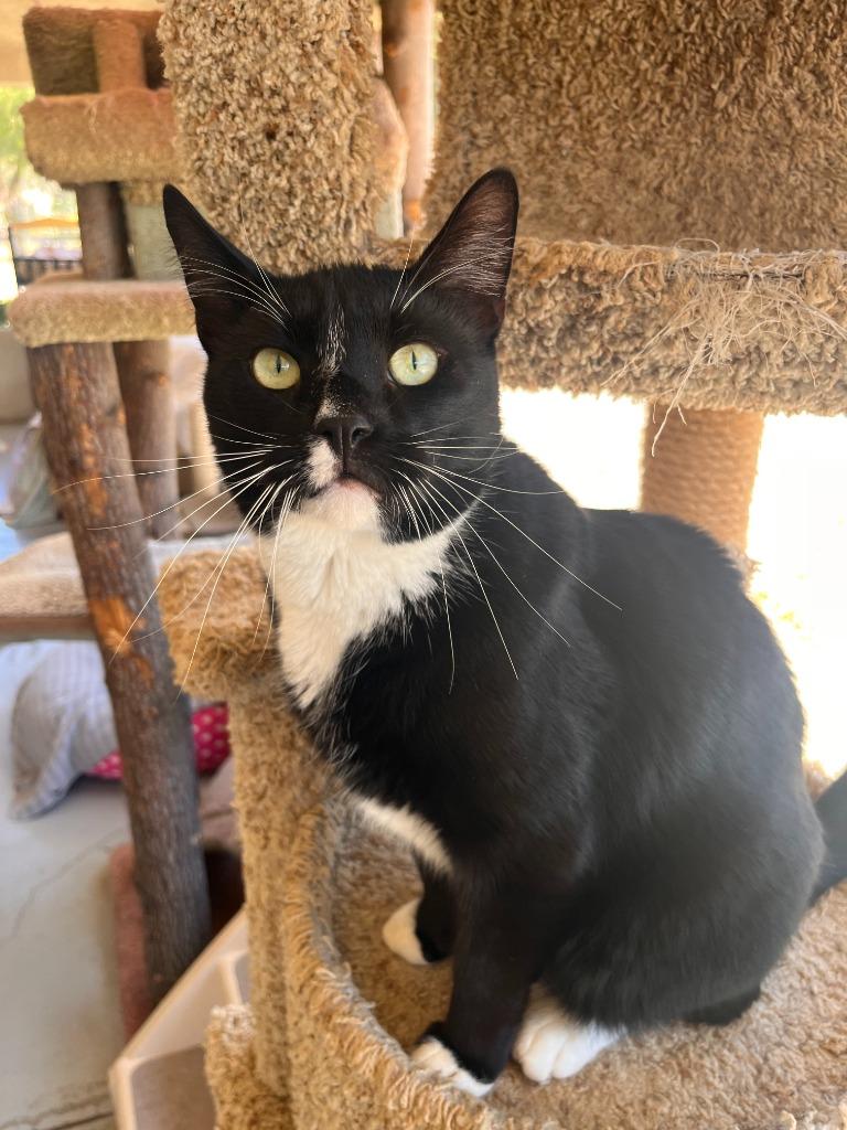 Souffle, a Adoptable mixed breed in Canyon Country, CA image 2/6