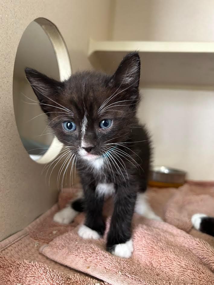 Souffle, a Adoptable mixed breed in Canyon Country, CA image 2/6