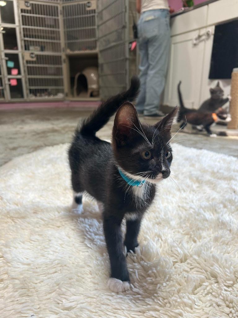 Souffle, Adoptable, Young Male Domestic Short Hair.