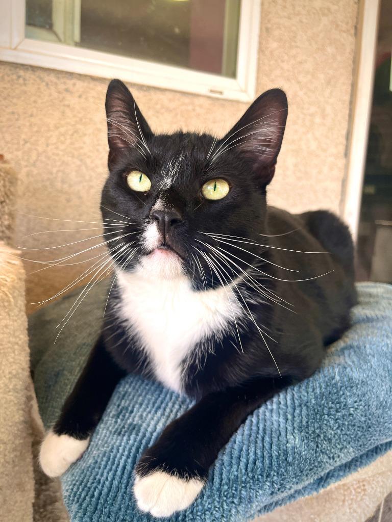Enlarge Souffle, a Adoptable mixed breed in Canyon Country, CA image 4/6