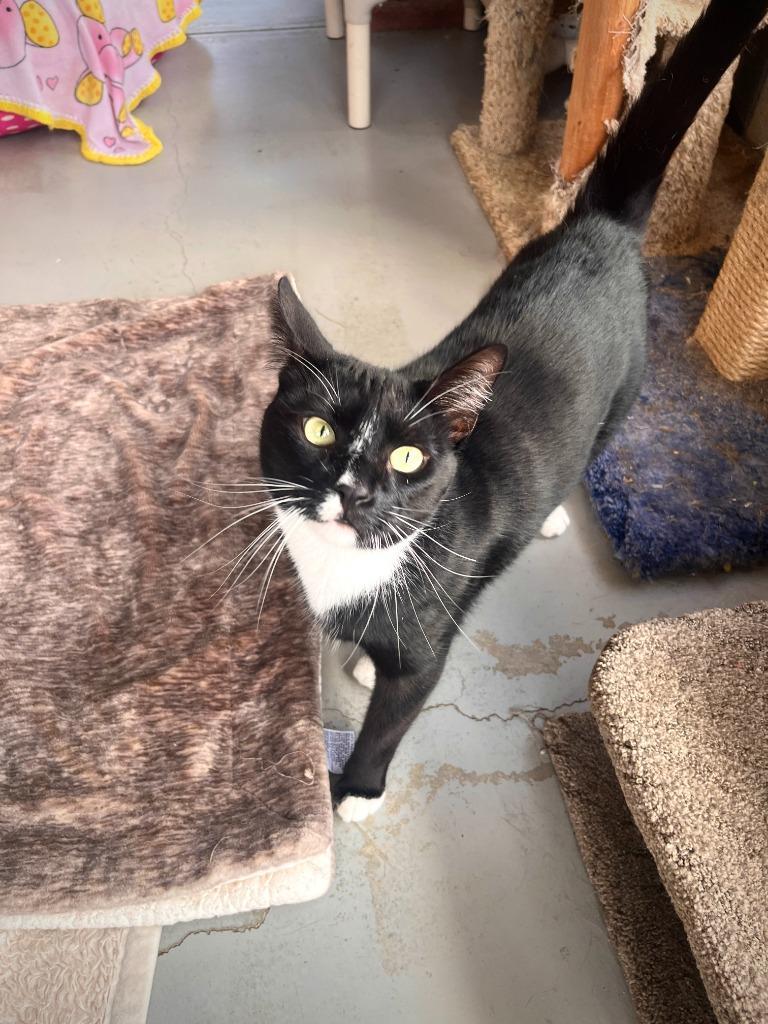 Souffle, Adoptable, Young Male Domestic Short Hair.