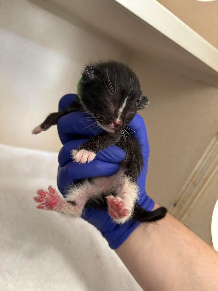 Enlarge Souffle, a Adoptable mixed breed in Canyon Country, CA image 4/6