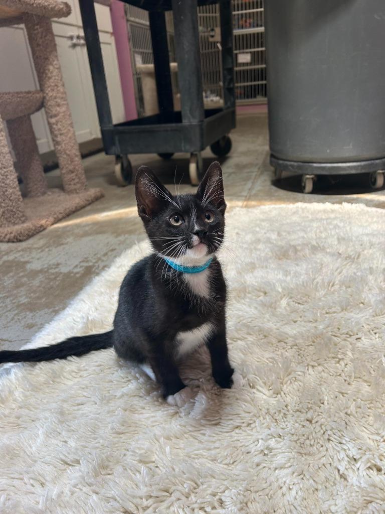 Souffle, a Adoptable mixed breed in Canyon Country, CA image 5/6