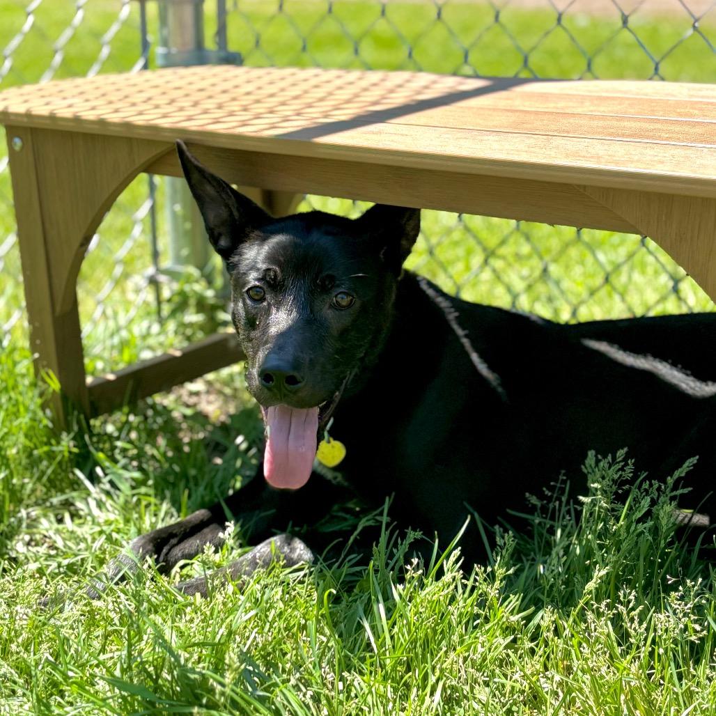 Whisper, Adoptable, Young Male Shepherd & Mixed Breed.