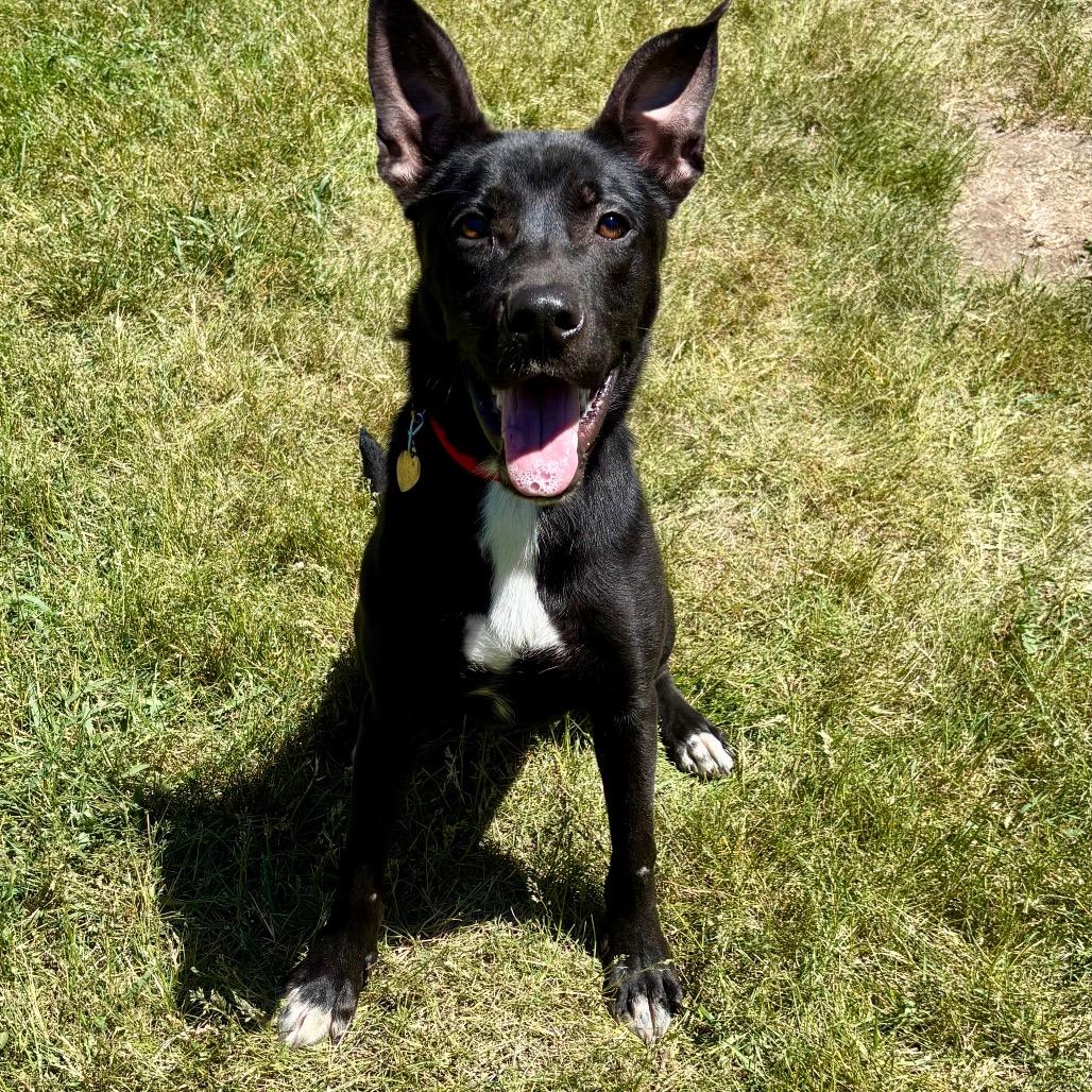 Whisper, a Adoptable mixed breed in Metamora, MI image 2/6