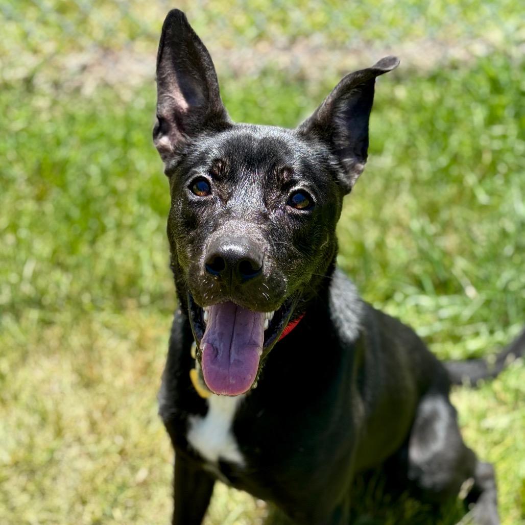 Whisper, a Adoptable mixed breed in Metamora, MI image 3/6