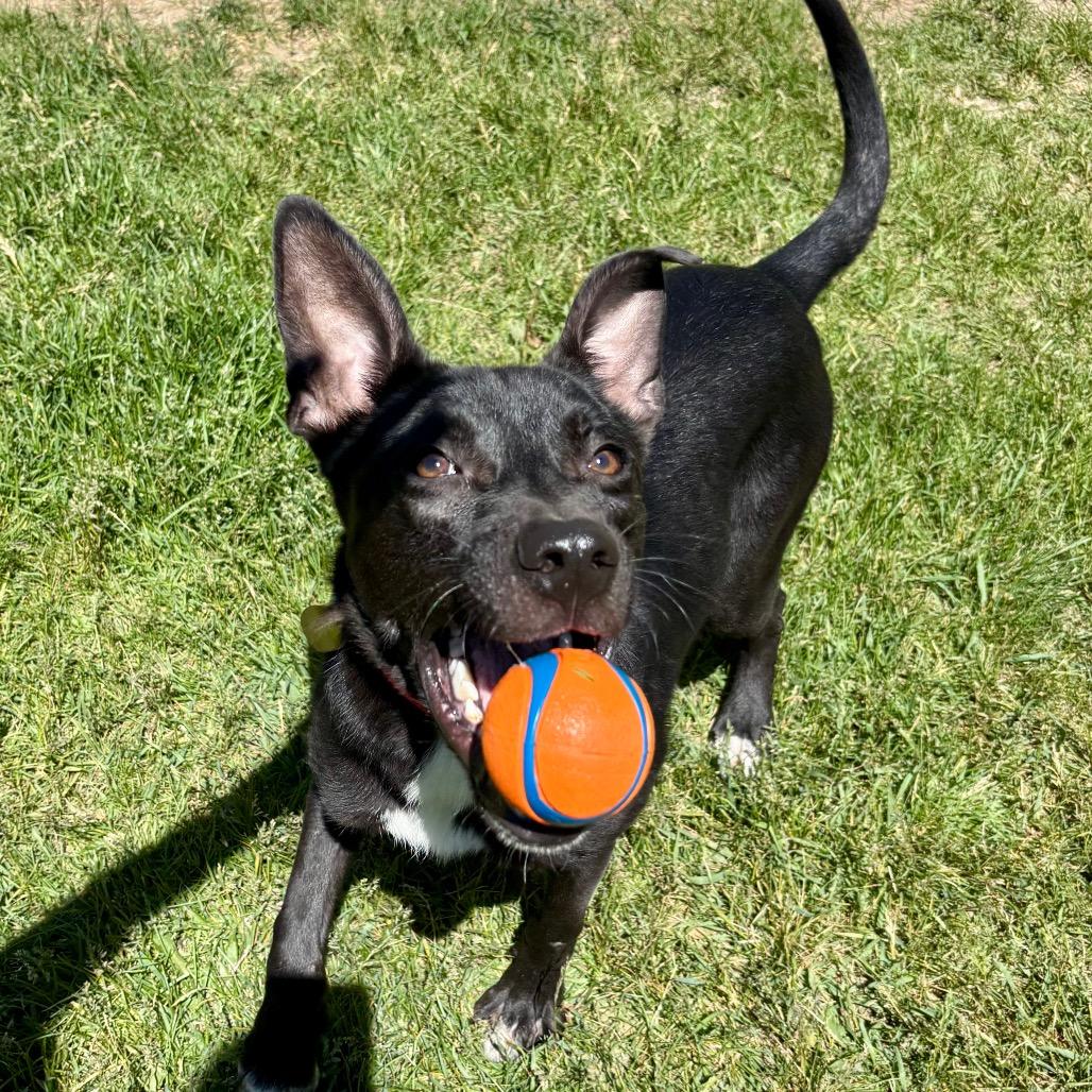 Whisper, a Adoptable mixed breed in Metamora, MI image 4/6