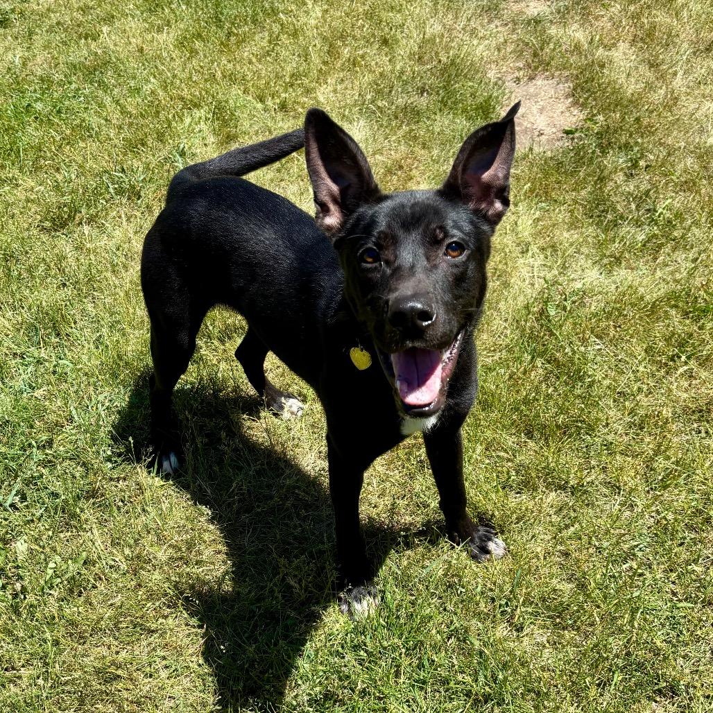 Whisper, a Adoptable mixed breed in Metamora, MI image 5/6