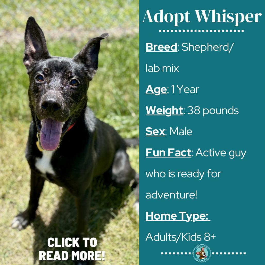 Whisper, a Adoptable mixed breed in Metamora, MI image 6/6