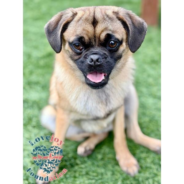 Enlarge Nina Sky, a ADOPTABLE Pug in Inglewood, CA image 2/4