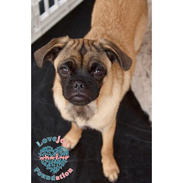 Enlarge Nina Sky, a ADOPTABLE Pug in Inglewood, CA image 4/4
