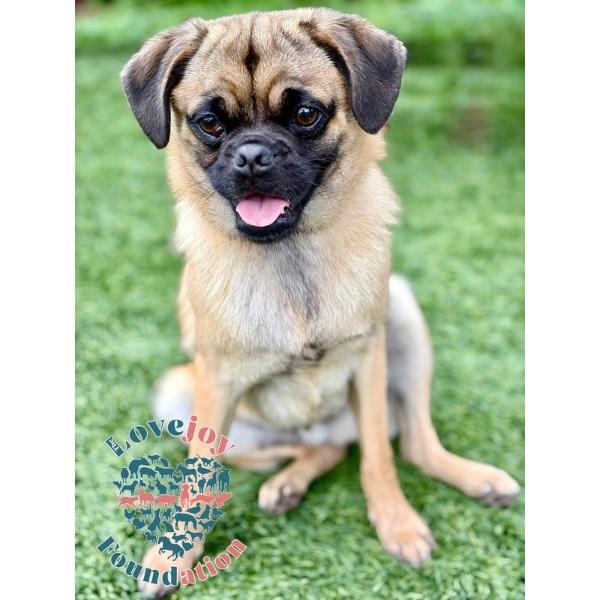 Nina Sky, ADOPTABLE, Puppy Male Pug.