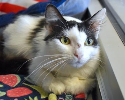 Pom Pom, Adoptable, Adult Female Domestic Long Hair.