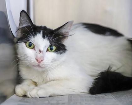Pom Pom, Adoptable, Adult Female Domestic Long Hair.