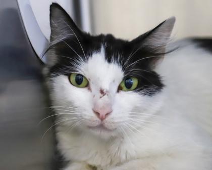 Enlarge Pom Pom, a Adoptable Domestic Long Hair in West Seneca, NY image 2/2