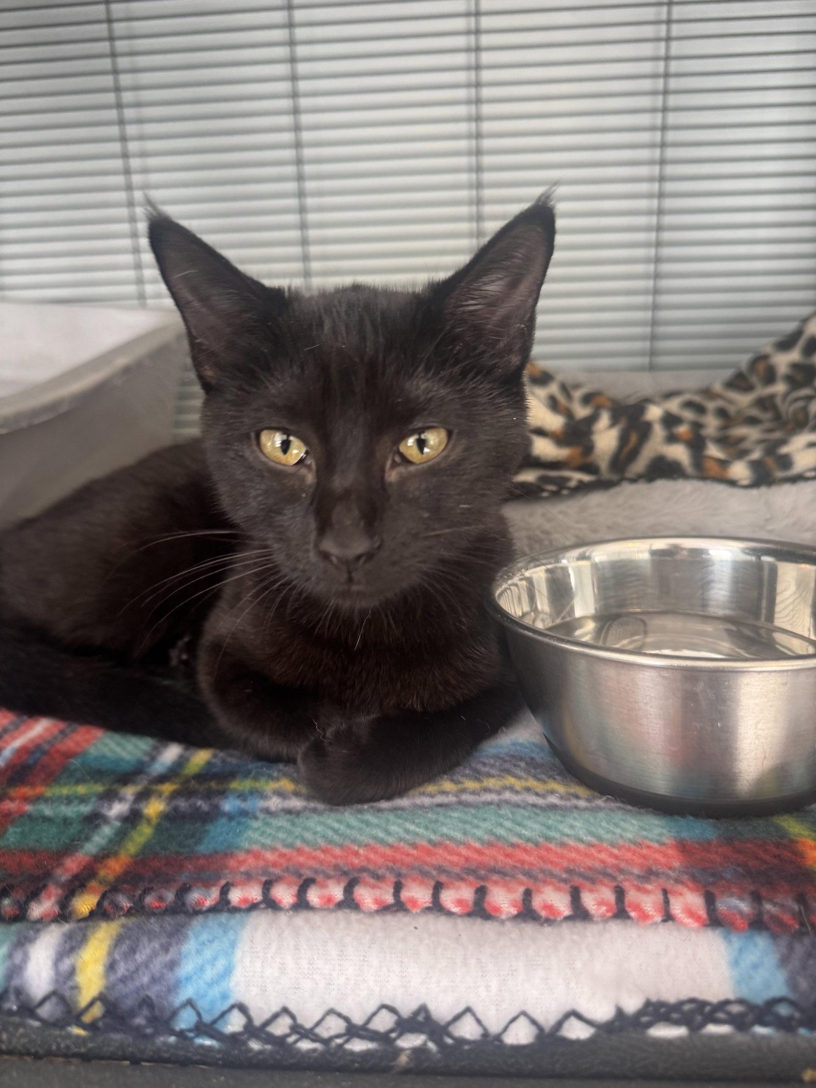 Celery, Adopted, Young Female American Shorthair.