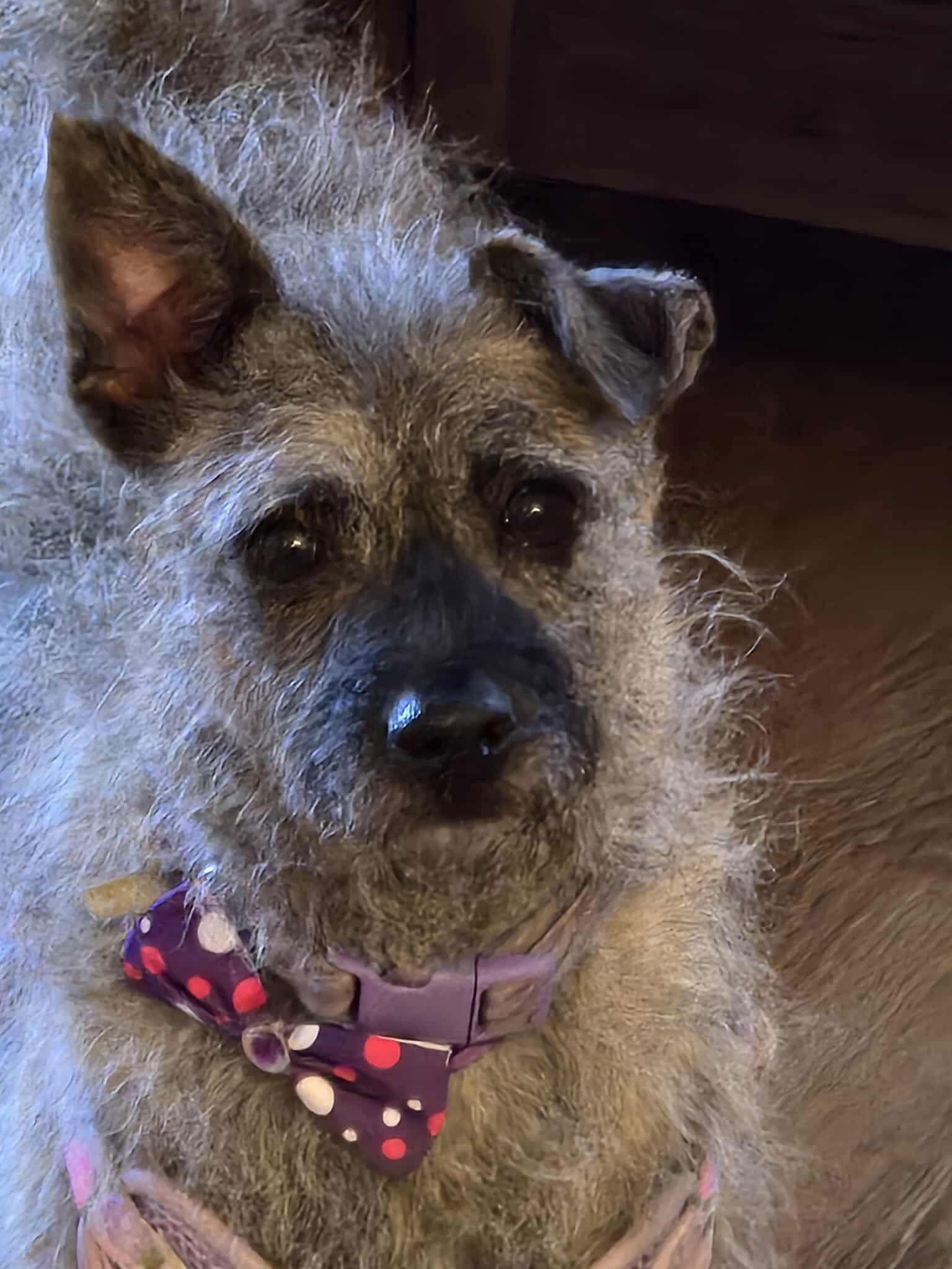 Thistle, a Adoptable Terrier in Ashville, OH image 1/3