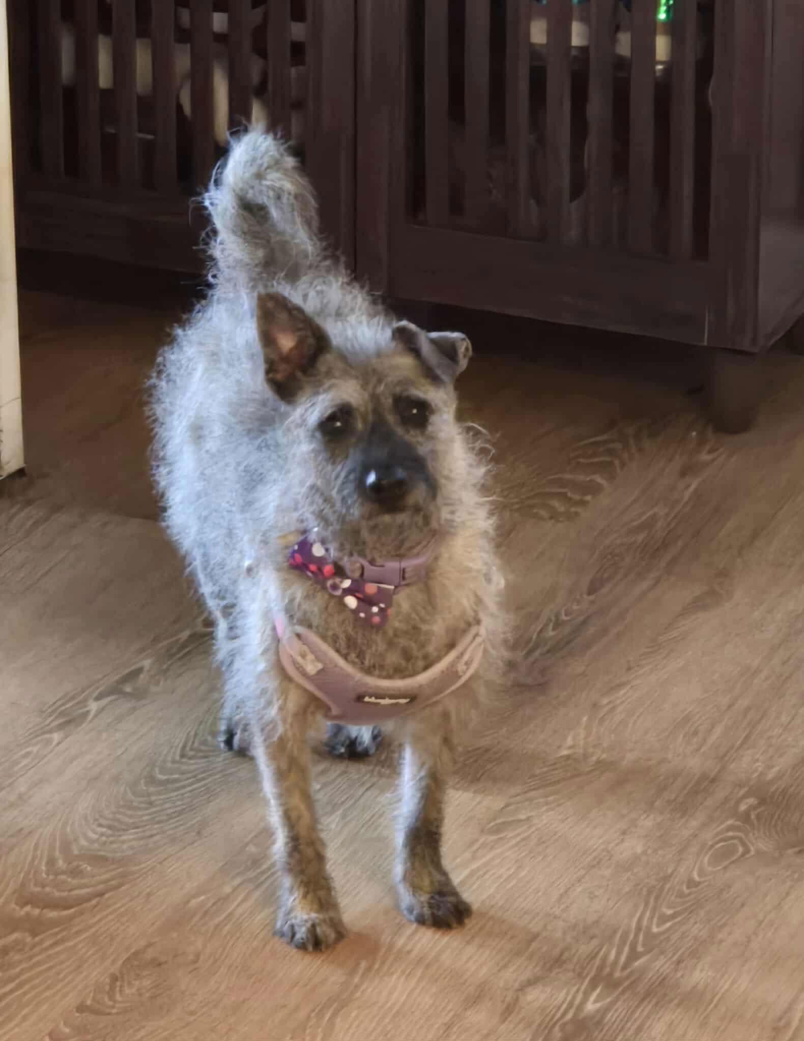 Thistle, a Adoptable Terrier in Ashville, OH image 2/3