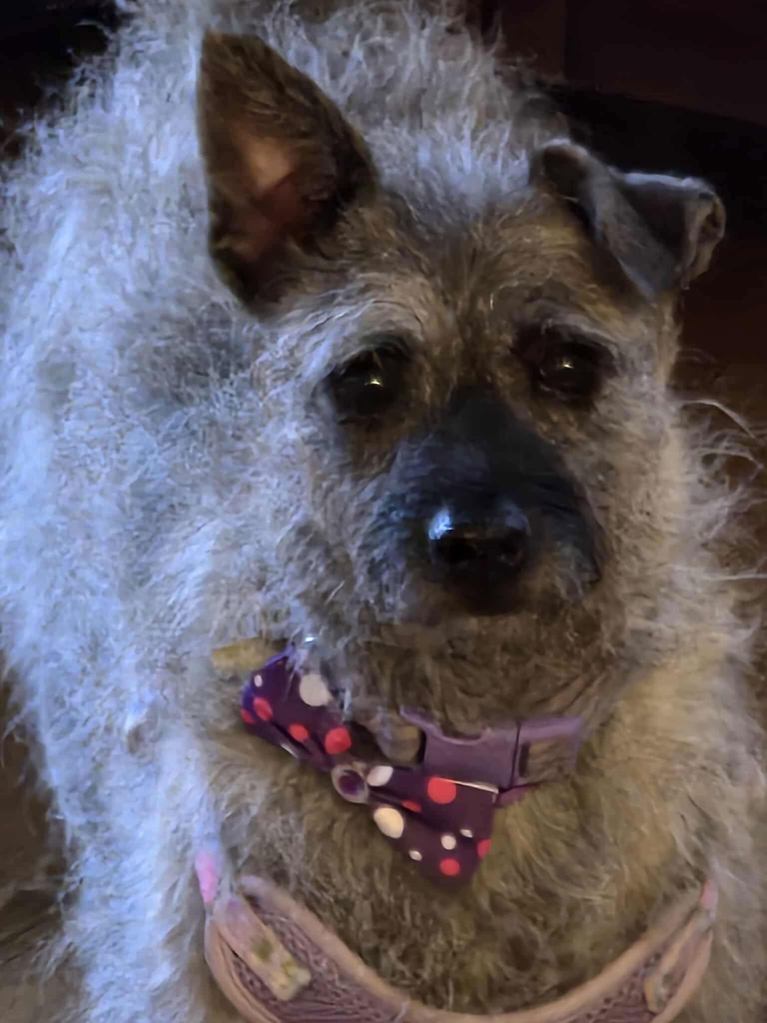 Thistle, a Adoptable Terrier in Ashville, OH image 3/3