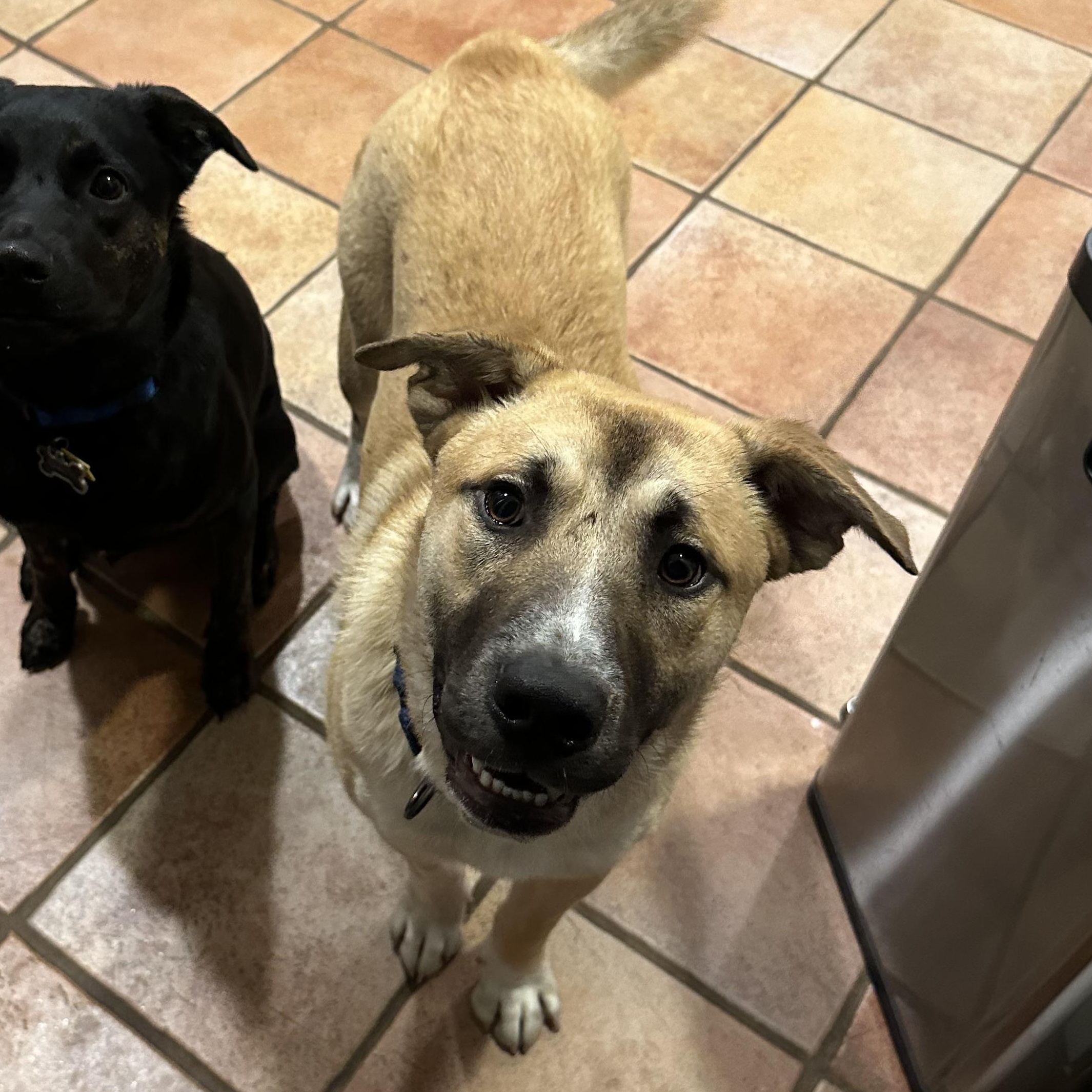 Bear, a Adoptable mixed breed in South Plainfield, NJ image 2/6