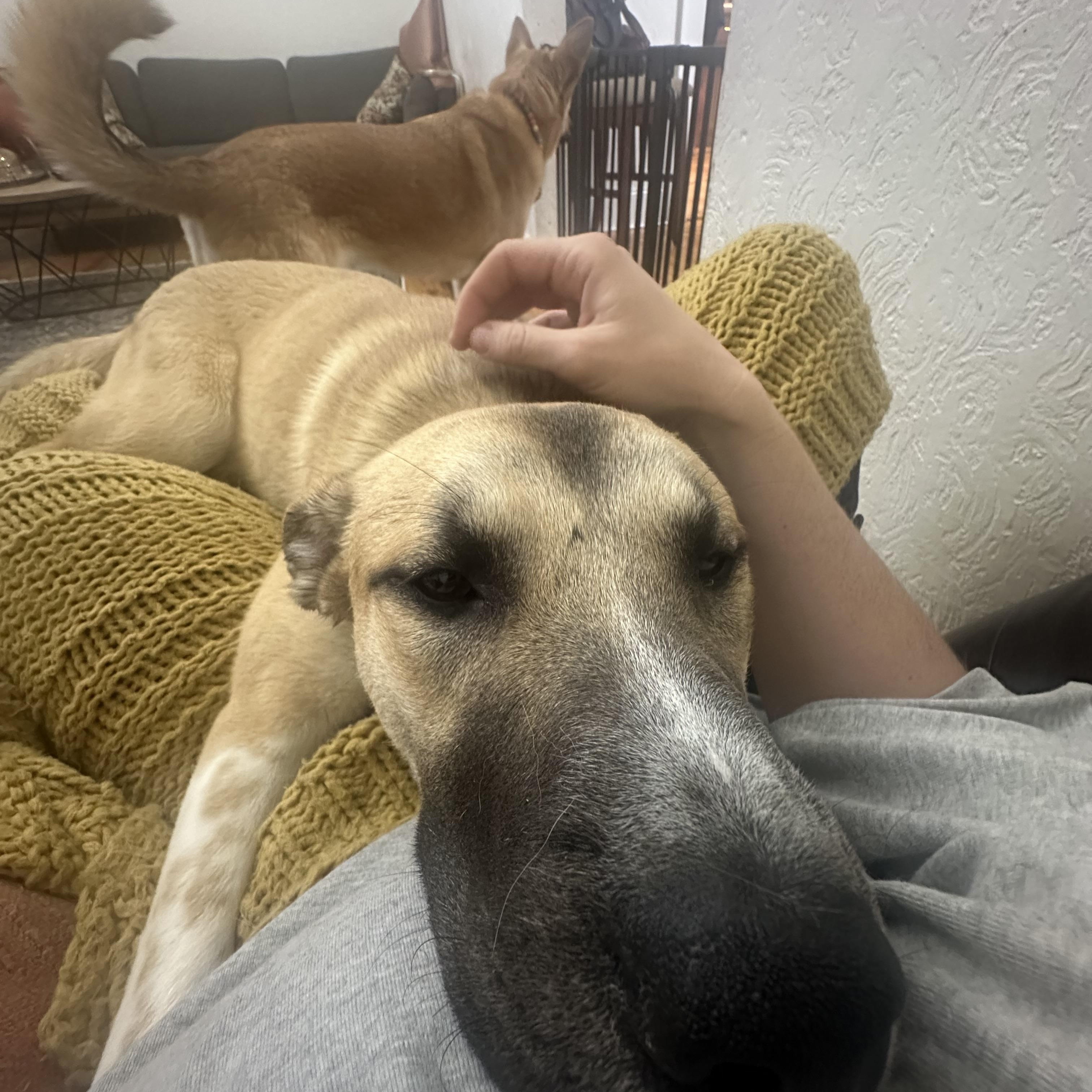 Bear, a Adoptable mixed breed in South Plainfield, NJ image 6/6