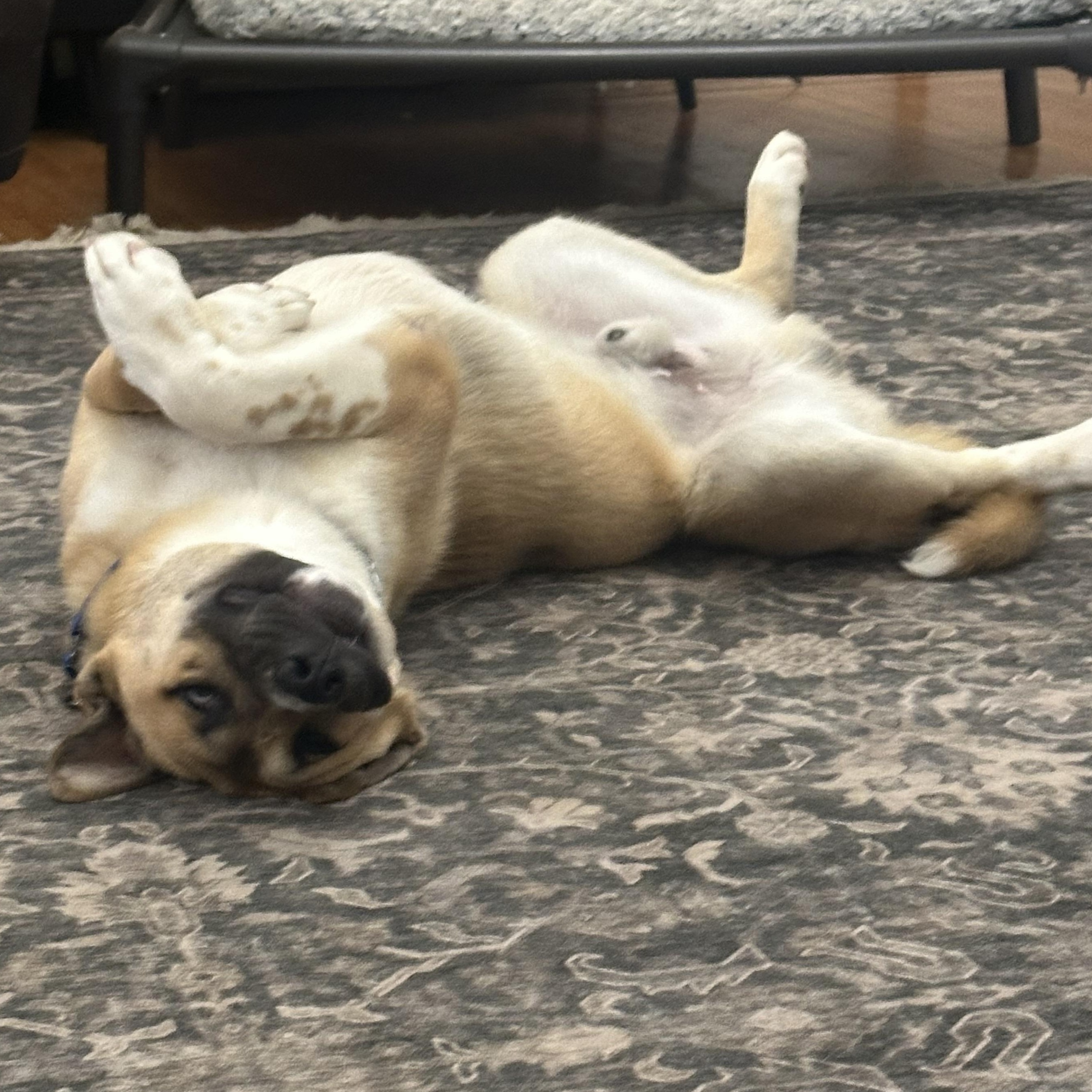 Bear, a Adoptable mixed breed in South Plainfield, NJ image 5/6