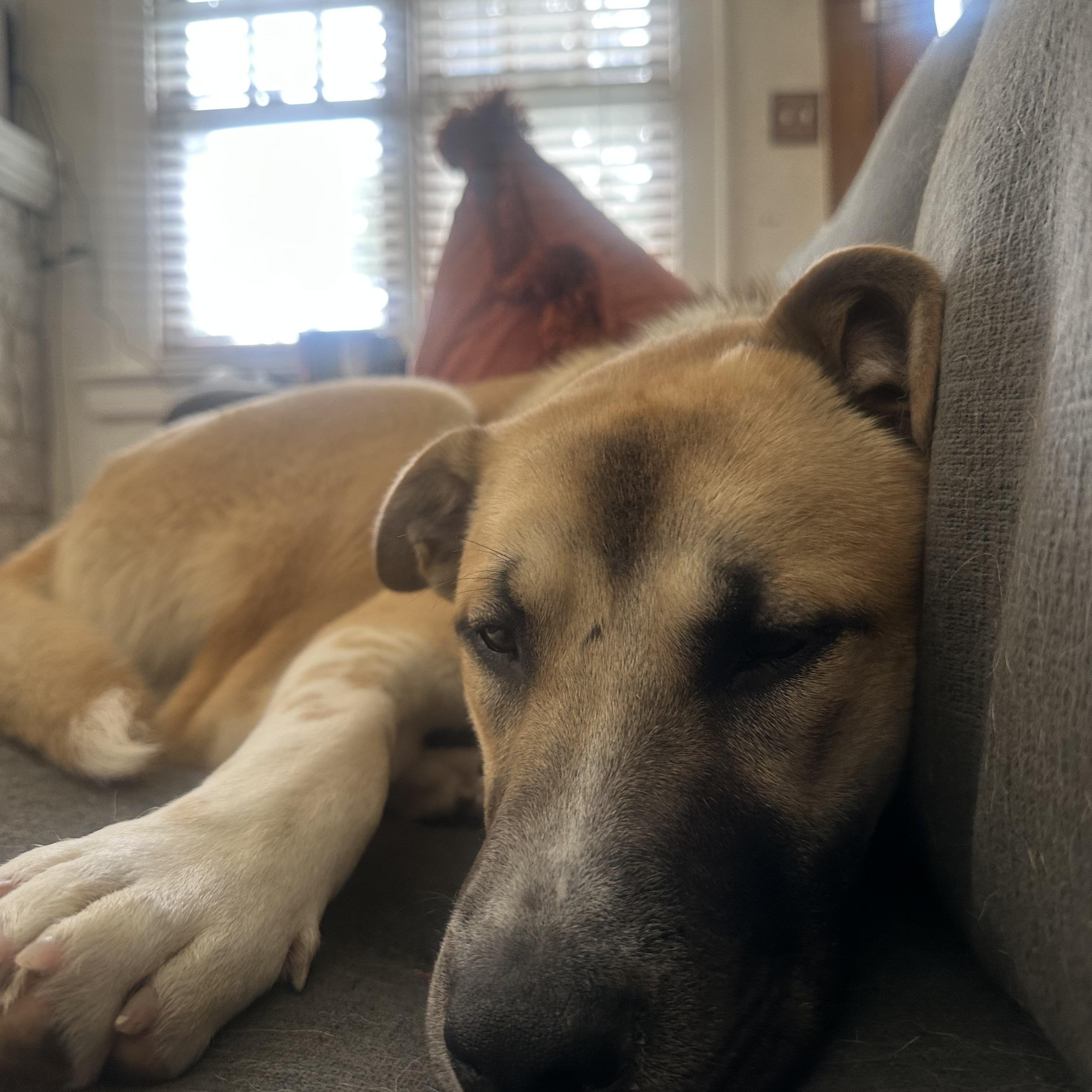 Bear, a Adoptable mixed breed in South Plainfield, NJ image 3/6