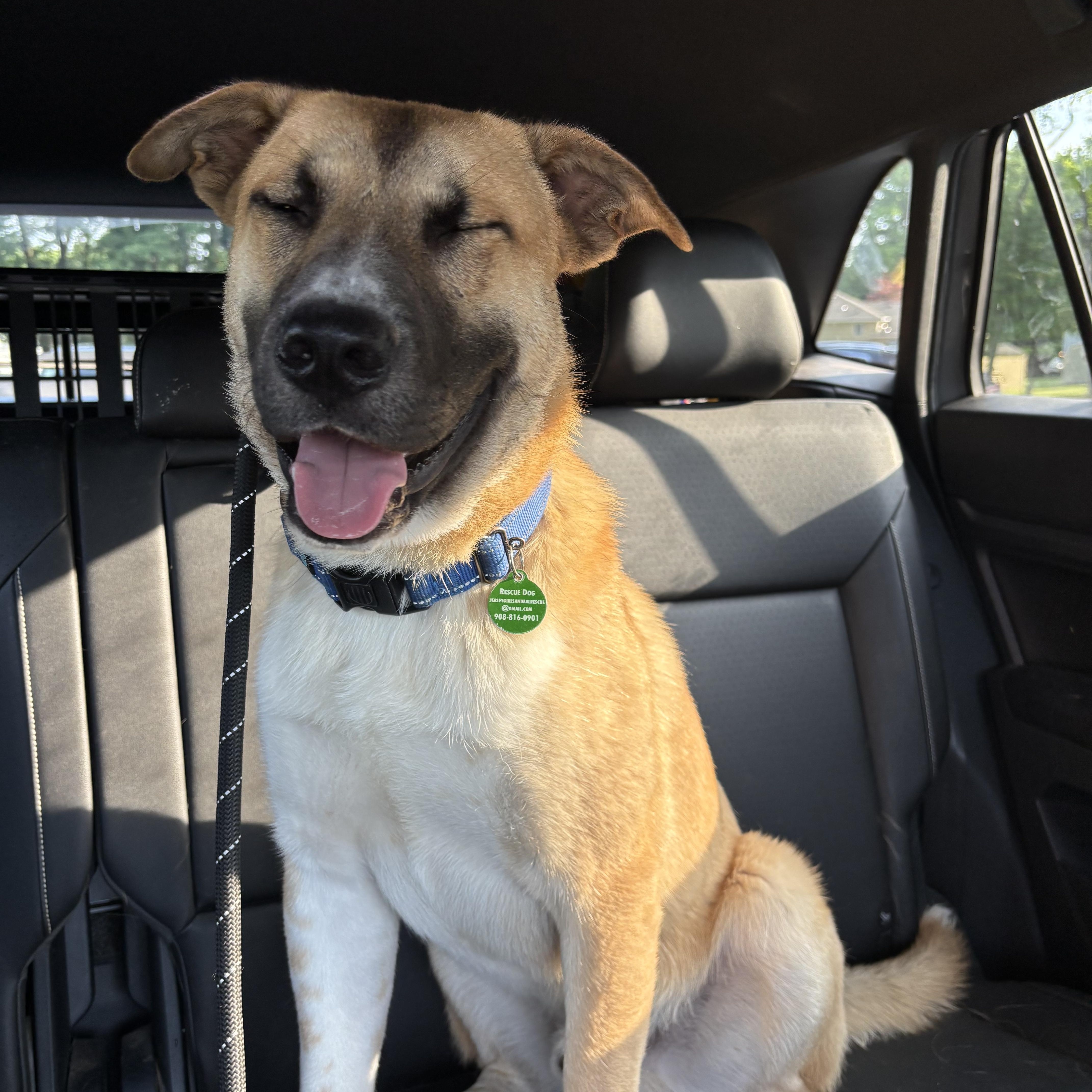Bear, a Adoptable mixed breed in South Plainfield, NJ image 1/6