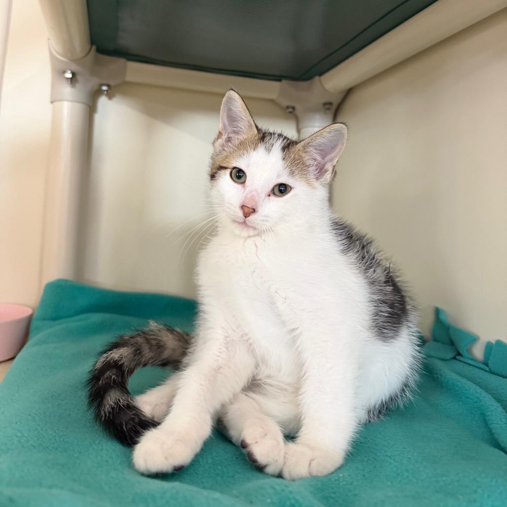 Hamm, Adoptable, Kitten Male Domestic Short Hair.