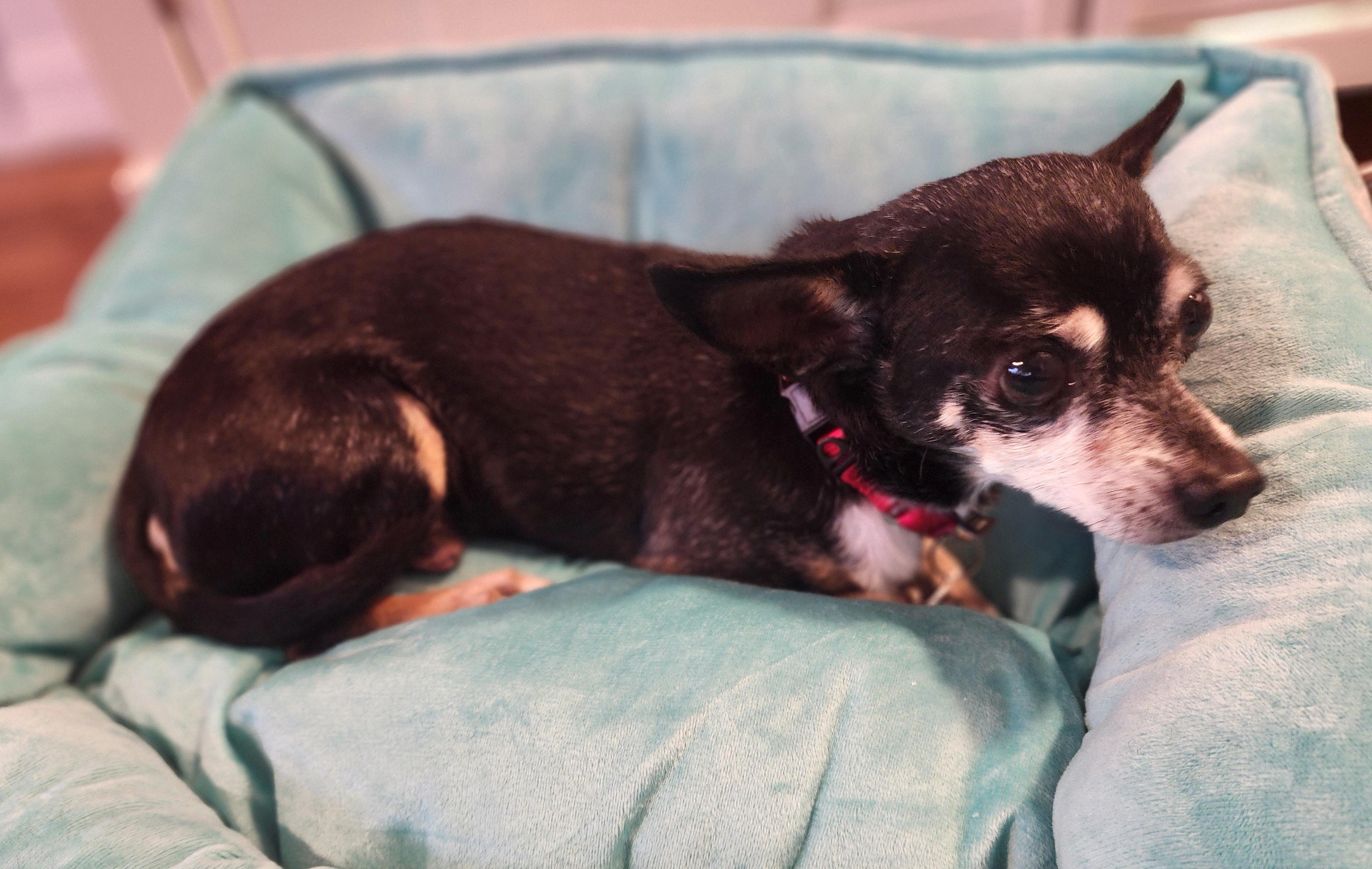 Enlarge Farley, a Adoptable mixed breed in Brooklyn, NY image 4/5