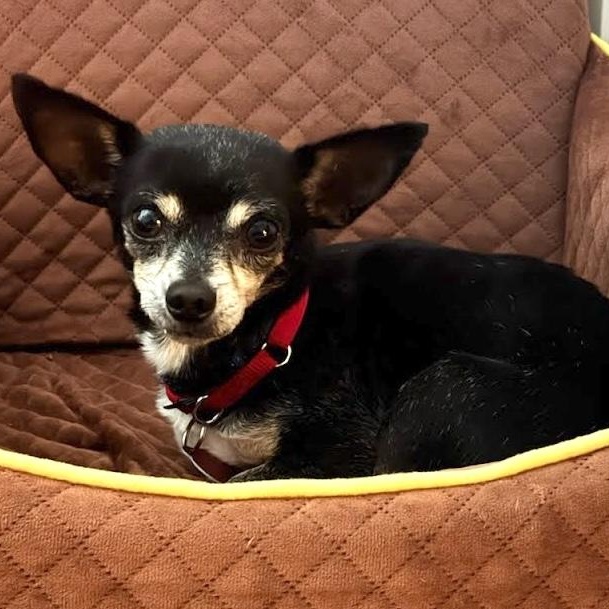 Farley, Adoptable, Senior Male Chihuahua.
