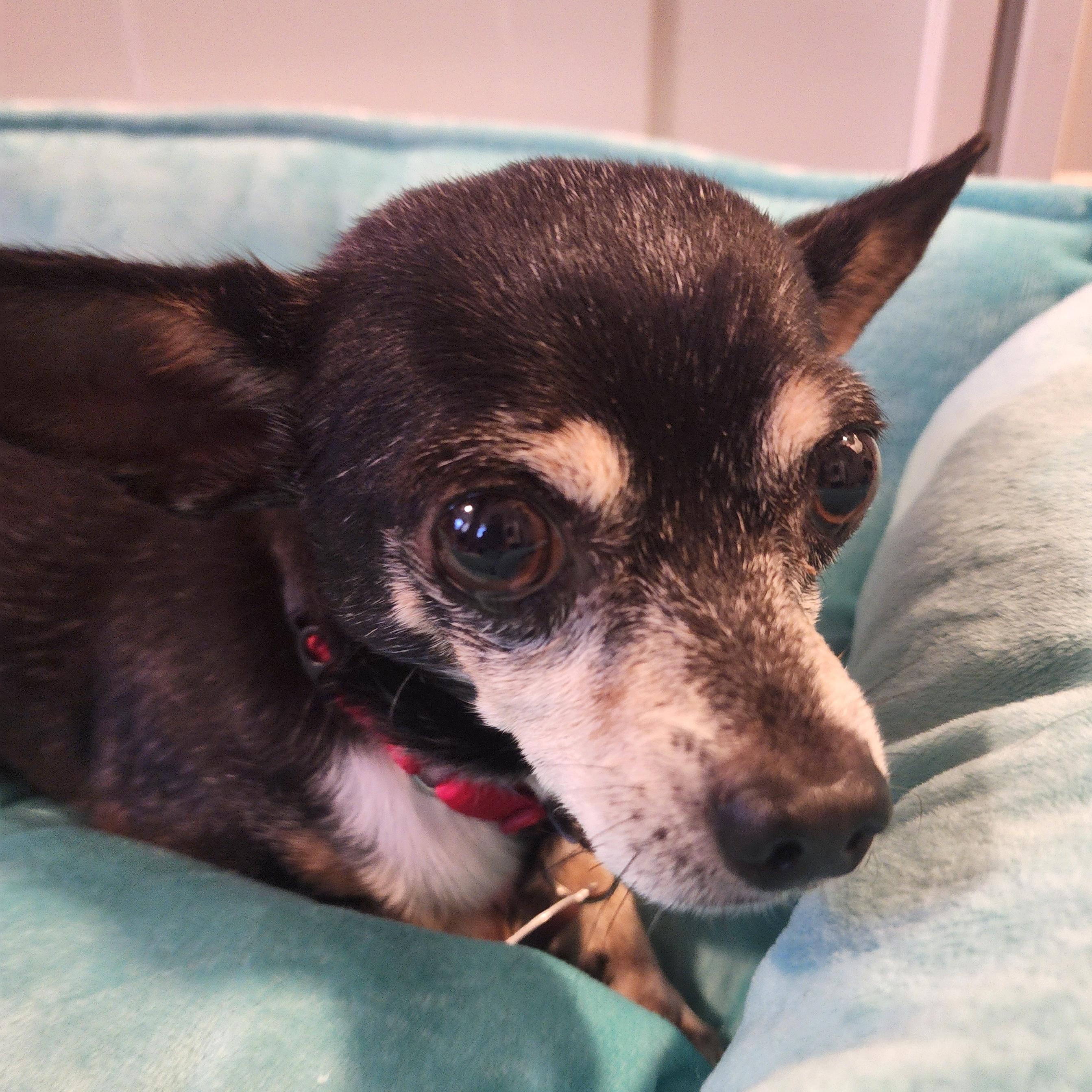 Enlarge Farley, a Adoptable mixed breed in Brooklyn, NY image 5/5