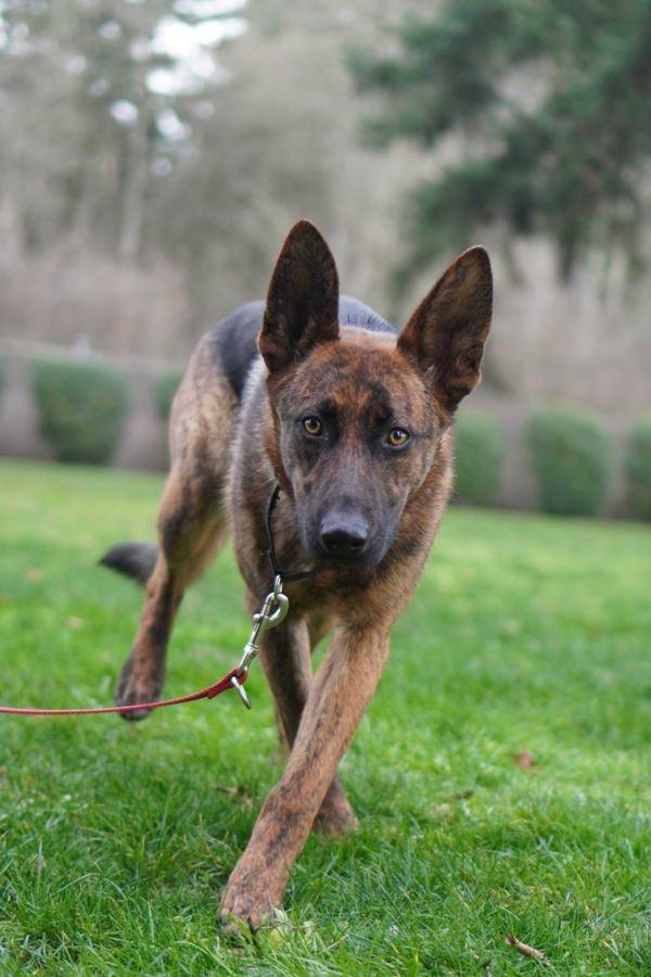 Wisteria, Adoptable, Young Female German Shepherd Dog.