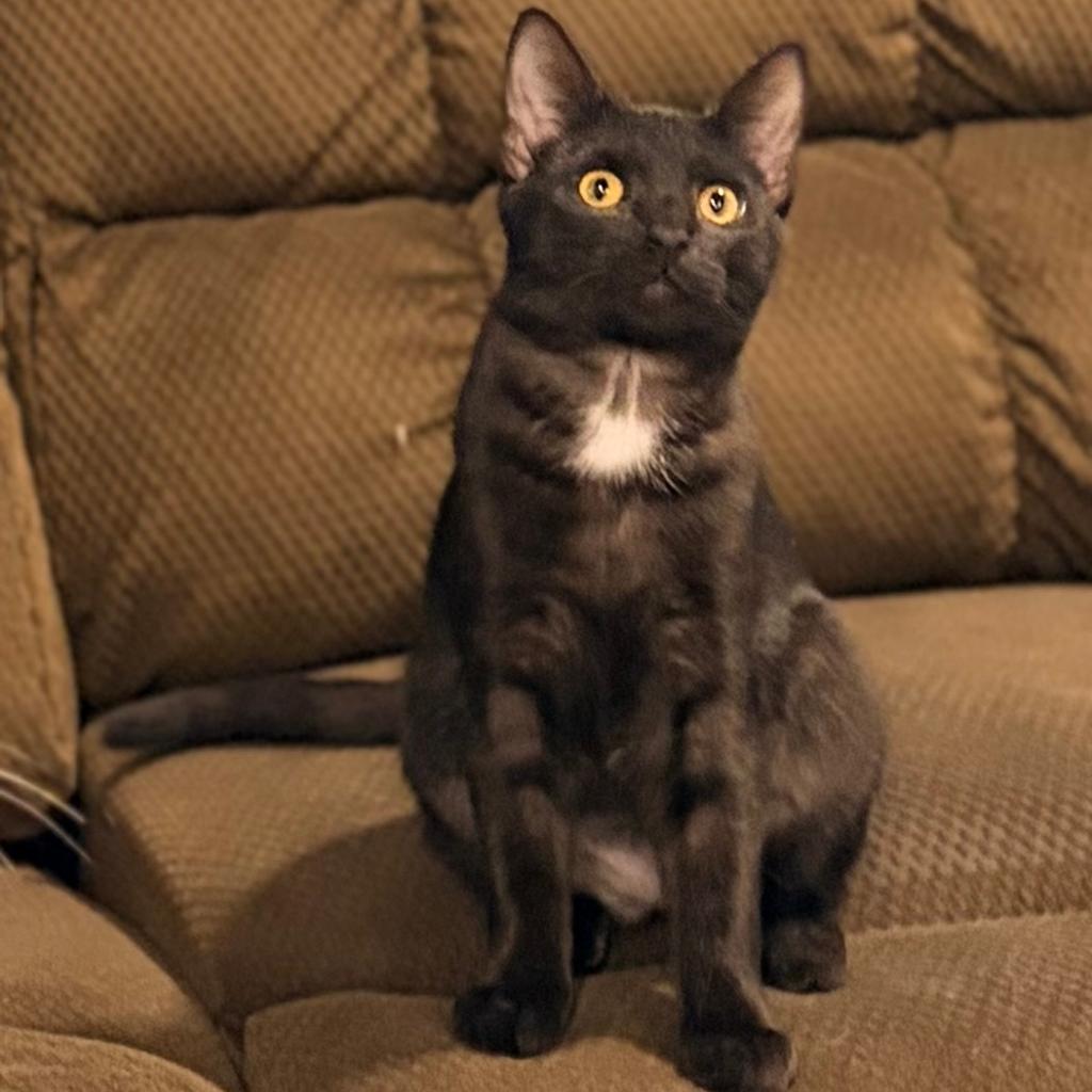 Enlarge Stella & Persi, a ADOPTABLE mixed breed in Schenectady, NY image 4/4