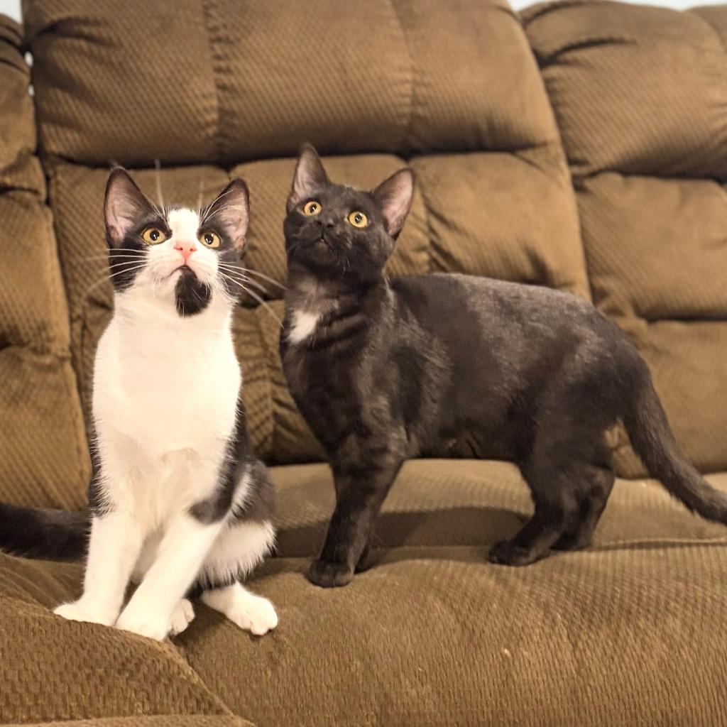 Enlarge Stella & Persi, a ADOPTABLE mixed breed in Schenectady, NY image 1/4