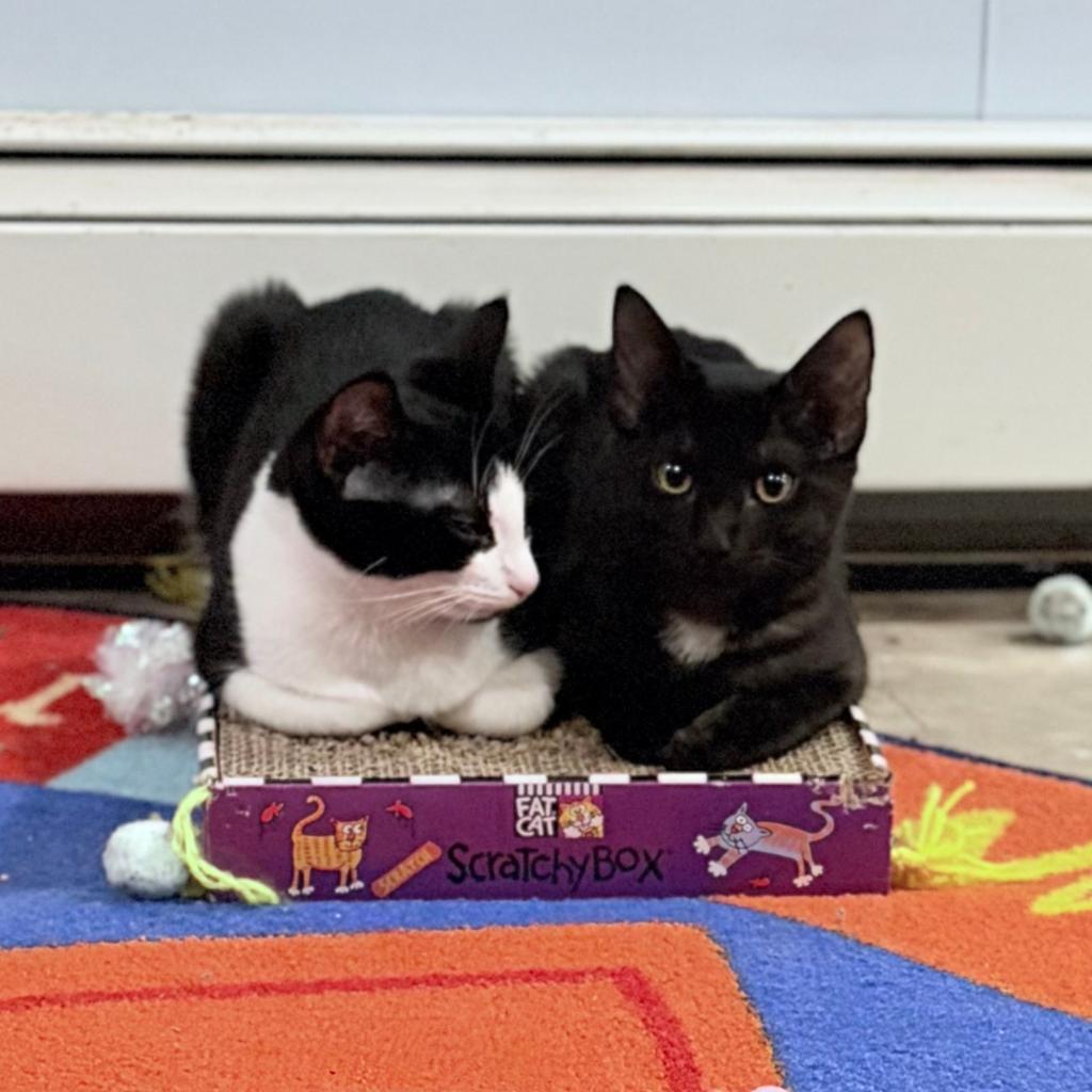 Enlarge Stella & Persi, a ADOPTABLE mixed breed in Schenectady, NY image 2/4