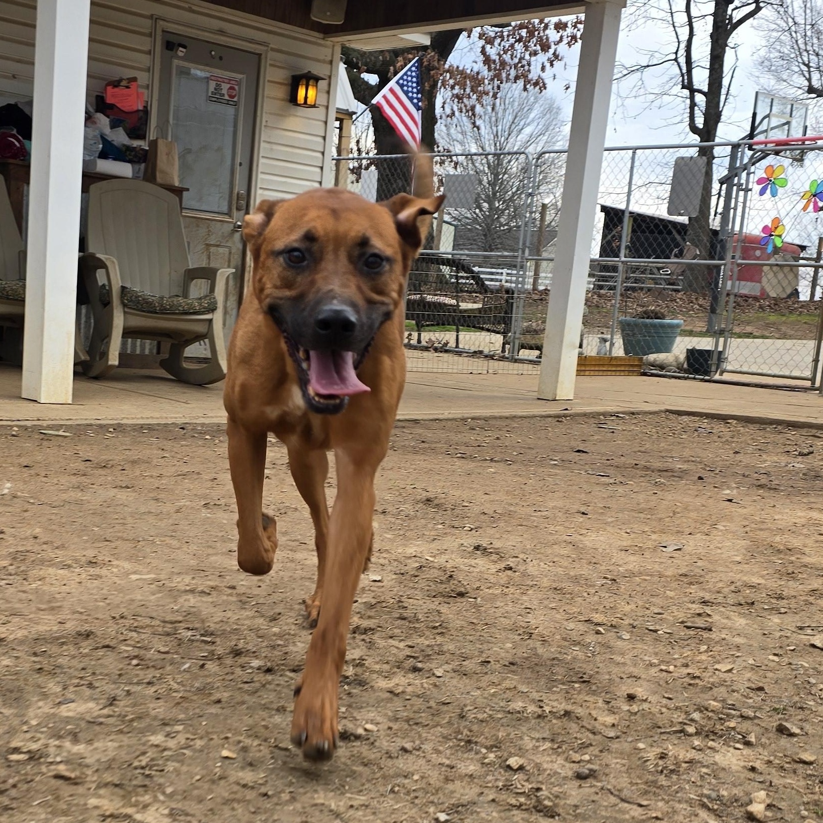Enlarge BRUNO, a Adoptable mixed breed in Athens, AL image 6/6