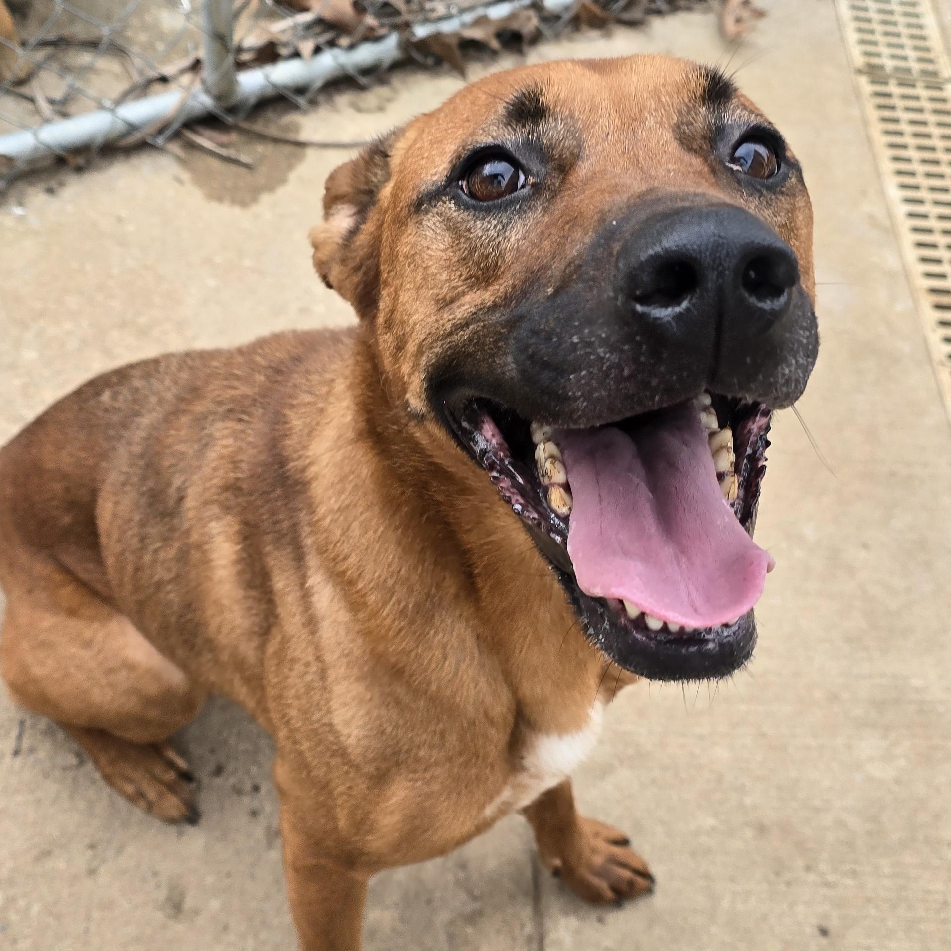 Enlarge BRUNO, a Adoptable mixed breed in Athens, AL image 3/6